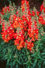 Halloween has passed, but Candy Corn snapdragons are colorful options in cool-season landscapes. This variety from the Crown series reaches 15 to 18 inches in height and looks good enough to eat.