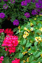 Fusion Glow impatiens have blossoms that are yellow with an orange and yellow bi-colored center. They look beautiful here with Aztec Violet verbena and Galleria Deep Rose geranium. 