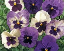 The Ocean Breeze pansy mix is made up of various shades of blue, lavender and white. Like the Coastal Sunrise mix, these pansies are in the popular new Matrix series.