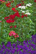 The Sweet Dianthus mix is a beautiful companion planting for the Baby Faced Blue viola, which is like a miniature pansy. Choosing the right cool-season partners can help gardeners have a dazzling landscape for a really long season of color.