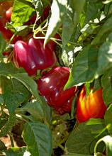 Tequila sweet bell peppers start off green, then change to yellow, orange, deep dark purple and eventually become a tasty sweet red pepper. Suitable for harvest in any color, these Mississippi Medallion award-winning peppers add a colorful zest to salads. 