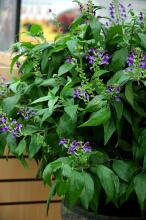 Maracas Brazilian Fireworks is a shade-loving plant that will reach 8 to 12 inches in height. The red cone with lavender purple flowers will delight hummingbirds. Consider the variegated silver and green foliage an added benefit.