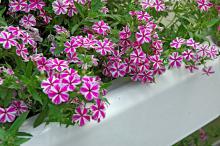 Star Brite phlox is one of several varieties from the Intensia series that was among the top two or three plants in trials across the country. In Mississippi State University trials, it bloomed from spring until frost.