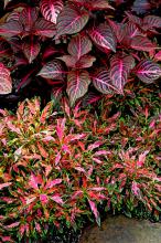 Blazin Rose iresine and Oompah coleus can produce an awesome monochromatic garden. This planting provided a great change in textures and patterns, but similar colors in softer hues of reds, pinks and greens.