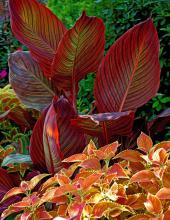 A single color can make impressive displays, even when flowers are not involved. The foliage of these Tropicanna canna and Rustic Orange coleus combines hot colors for a tropical-looking display all summer. 