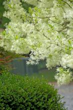 rancy Graybeard is a large shrub or small tree reaching around 20 feet tall. The glistening white, fringe-like flowers are produced by the thousands.