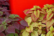 Gage's Shadow, a perilla/coleus hybrid, has shades of burgundy, purple and dark green. It is a perfect choice in combination with other coleus varieties.