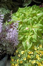 Magilla Vanilla perilla is green with a creamy vanilla color. It partners well with just about any color plants including this Mona Lavender plectranthus and yellow calibrachoa.