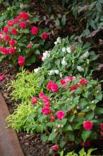 The Fiesta Ole rose form or double impatiens in both red and white work well in this shade garden combined with lime green Joseph's Coats..