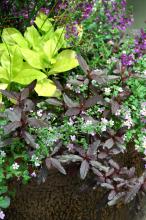 Limón Talinum is a perfect filler plant in this large mixed container with Royal Tapestry alternanthera, Serena Purple angelonia and Bluetopia Blue Bacopa.