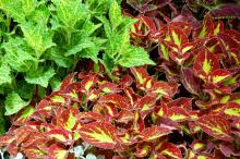 Electric Lime is a new lime-green coleus that will electrify the shade or sun garden, especially when partnered with the burgundy- and lime-colored leaves of Saturn coleus.