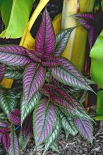 Persian Shield has 8-inch long leaves that are iridescent in shades of purple, lilac and pink with purple-maroon on the undersides. The foliage looks as though it has a light coat of silver electroplated to the leaf.  
