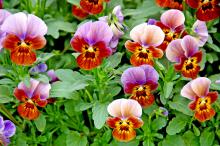The Angel Blueberry Glow viola has a purple wing with a blotched face surrounded by gold and a bronze-brown glow across the lower petals. Violas are rugged, cool season performers related to the larger, better-known pansies.