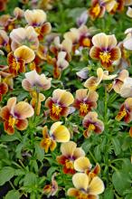 Velour Frosted Chocolate Viola is a rare and beautiful chocolate brown with a yellow face and a frosted wing. It has a slightly small flower, but it makes up for its size by producing them in quantity.
