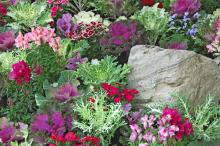 A random mix of flowering kale or cabbage, dianthus, snapdragons and pansies can create a bed of dazzling color.