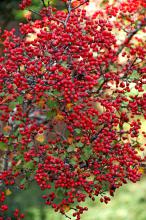 The red berries on a parsley-leaved hawthorn tree show from a great distance as the sun shows off their brilliant color.