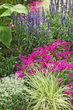This garden offers an almost endless supply of ideas for 2008 plant options. Beginning with the plants closest to the camera, enjoy the combinations of Diamond Frost euphorbia, Evergold sedge, Intensia Neon Pink phlox, Victoria Blue salvia and Red Abyssinian banana.