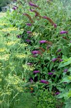 This combination planting of dill and Black Knight buddleia has it all: wonderful fragrance and incredible nectar for butterflies and hummingbirds. The dill also provides a larval food source for the swallowtail butterfly.