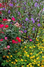 This garden provides a colorful combination of tough plants including the blue Mexican petunia, New Gold lantana and Knock Out rose.