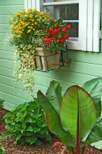 Window-box plantings can attract eyes above traditional landscape beds. Just like ground level planting, take time to prepare the soil. Select a good, lightweight potting mix.