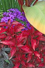 Senetti Blue pericallis are obviously in the daisy family, and they partner well with many colors. In this display, the electrifying cobalt color of Senetti Blue pericallis is stunning placed beside the reds of the Bloodleaf iresine.  