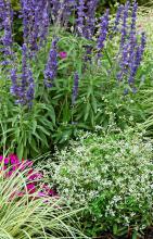 Diamond Frost euphorbia partners well with the showy Intensia Neon Pink phlox. Make a creative bed like this one with various textures by adding the spiky Victoria Blue salvia and the grassy Evergold Carex. (Photos by Norman Winter)