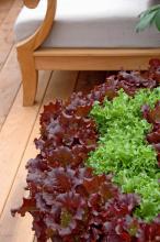Large arrangements of red and green varieties of Galactic leaf lettuce can be artistic and yummy. Leaf lettuce is easy to grow, and gardeners can harvest however much they want whenever they want it. (Photos by Norman Winter)