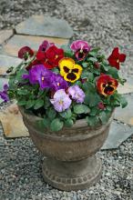 An old, weathered container filled with colorful pansies provides beauty for the long cool season ahead. (Photos by Norman Winter)