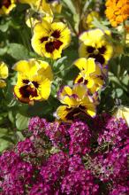 The Fizzy Lemonberry is a new pansy mix that is predominantly a cheerful yellow with a dark blotch and ruffled, picotee edges that are dark purple.