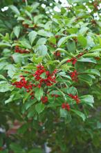 American holly berries are living, natural decorations for the shrubs on which they grow, and they also provide feasts for numerous species of birds. (Photos by Norman Winter)