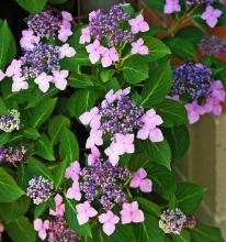 This purple lacecap hydrangea is an elegant bigleaf hydrangea that gets its name from its flat cap-like appearance. The large flowers in the outer ring are sterile but serve to attract pollinators to the tiny flowers in the middle. (Photo by Norman Winter)
