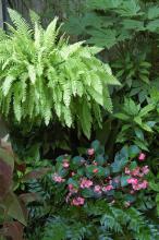 A Blonde fern glows like a lantern in this shady environment. This stunning display combines large, palmate-leafed fatsia; aucuba with spots that echo the color of the fern; Siam Ruby banana with lime green variegation; holly fern; and hot pink begonias. (Photo by Norman Winter)