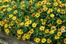 The Profusion Yellow zinnia is golden yellow and will be available in 2010.