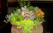 This year's Hot to Trot Pot Competition winner was a large container of different succulents. Seen here, the winner combined everything from large-leafed kalanchoe and blue-green crassulas to lime-colored and orange sedums. (Photo by Norman Winter)