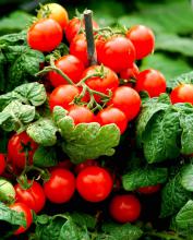 The Scarlet Sweet 'n' Neat tomato plant fits in a 6-inch container and produces sometimes as many as 40 or more cherry-sized tomatoes.