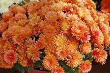 Gardeners use mums to give a festive look as seasons change, but few think about plant combinations when using mums. These Girona Orange mums partner well with Russian sage, and almost any color can be used effectively with ornamental grasses.