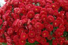 Belgian mums come in early-, mid- and late-season varieties, so with planning, you can have mums blooming all fall. These Pobo Red mums are beautiful in the fall and will return faithfully in the spring. (Photos by Norman Winter)