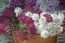 Sweet alyssum is a little tiger of a plant. New varieties like the Clear Crystal series have made this plant even more of a must-have in the cool-season garden.