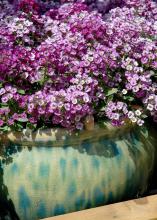 Clear Crystal Lavender Shades is a new variety of sweet alyssum that is a terrific cool-season flower. (Photos by Norman Winter) 
