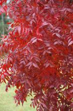 The Chinese pistache offers leaf texture similar to the sumac, along with stunning yellow, orange and red fall color on a tree that is basically indestructible. (Photo by Norman Winter)