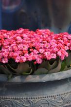 The Calandiva Birken is an iridescent, hot pink, and fully rose-form kalanchoe. The flowers are colorful and perfectly doubled, with a sturdy branching habit that allows the flowers to form an almost solid carpet of color on top. (Photo by Norman Winter)