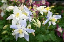 The blooms of columbine add mixes of bright pastels to any landscape.  The all-white Dove and bi-color Bluebird pictured here are from the Songbird Series.