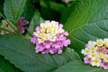 This Sunrise Rose lantana is part of the Lucky series, which grows 12-16 inches tall and wide. 