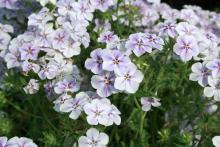 Garden phlox such as this 21st Century Blue Shades are flowering perennials that make a brilliant background in late summer. (Photos by Gary Bachman) 