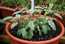 The green leaves with white margins of Tricolor, a type of sage, make it an attractive choice for a fall herb garden. (Photo by Gary Bachman)