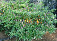NuMex Twilight is an ornamental pepper that grows well in containers and the landscape. (Photos by Gary Bachman)