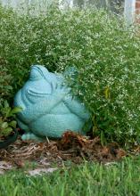 A ceramic frog  looks like it is hiding in a mass of Silver Fog euphorbia.