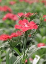 Dianthus Telstar Carmine Rose is an excellent cool-season plant that adds color to landscapes through the fall and winter. The flowers have a fringed margin and a dainty, floral fragrance.