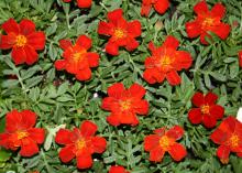Marigolds work well in containers or the ground, adding color wherever they are planted. This Durango Red has a bright and cheery, orange-red double flower that shows off bright yellow stamens in the center of the flower. (Photos by Gary Bachman)