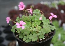 Plant these dark green shamrocks in containers or in the landscape and enjoy the pink flowers that highlight Cottage Pink oxalis. (Photo by Gary Bachman) 